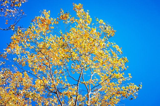 Berkentakken met gele herfstbladeren buigen door windstoten