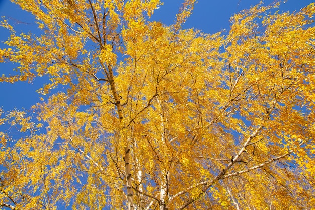 Berkentakken met gele herfstbladeren op een blauwe hemelachtergrond