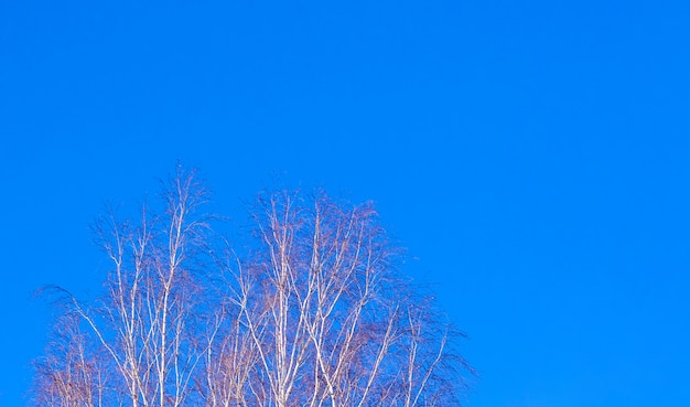 Berkentakken tegen de blauwe hemel