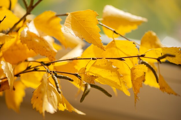 Berkentwijgen met gele herfstbladeren.