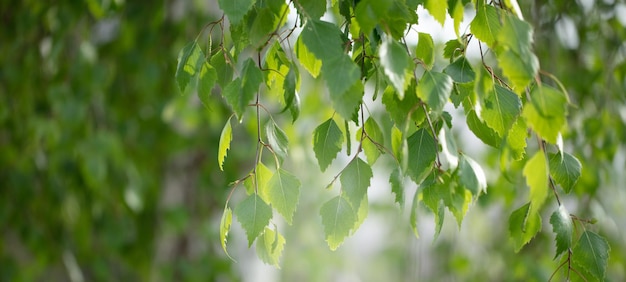 Berktakken met bladeren verlicht door de zon Banner groene bloemen achtergrond