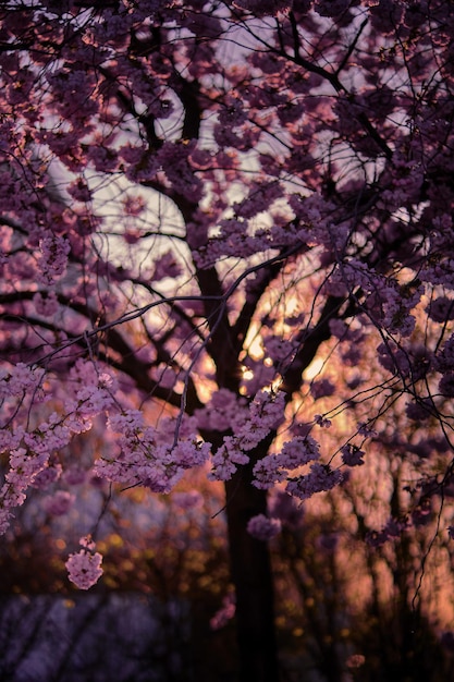 Foto berlijnse kersenbloesems bij zonsondergang