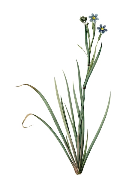 バームーディアン PNG スティッカー ヴィンテージ 植物学 イラスト 透明な背景