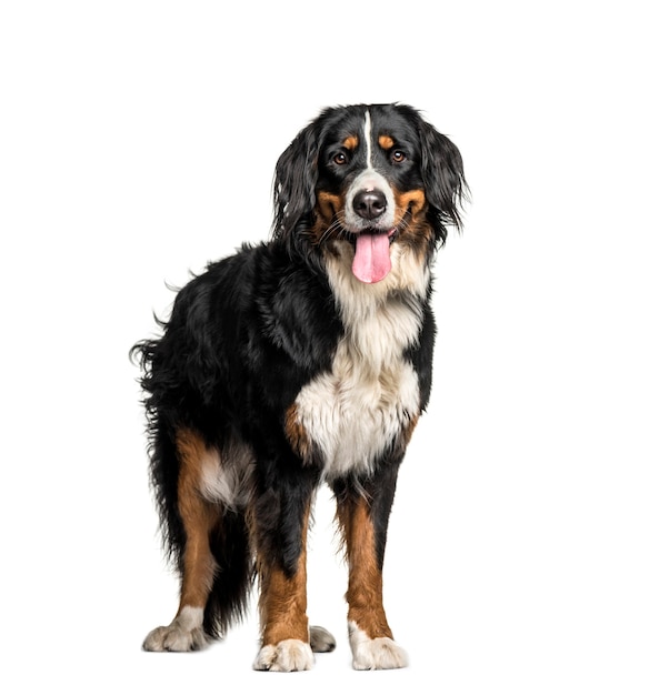 Berner Sennenhond, 1 jaar oud, voor witte achtergrond