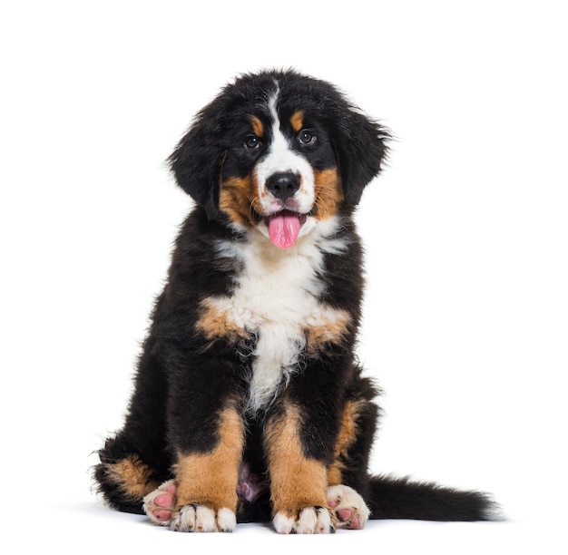 Berner sennenhond, 3 maanden oud, zit op witte achtergrond