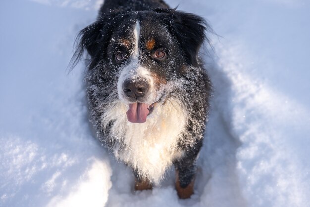 Berner Sennenhond bedekt met sneeuw liggend in de grote sneeuwafwijkingen