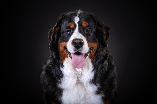 Berner Sennenhond close-up portret op donkere achtergrond close-up portret op donkere achtergrond