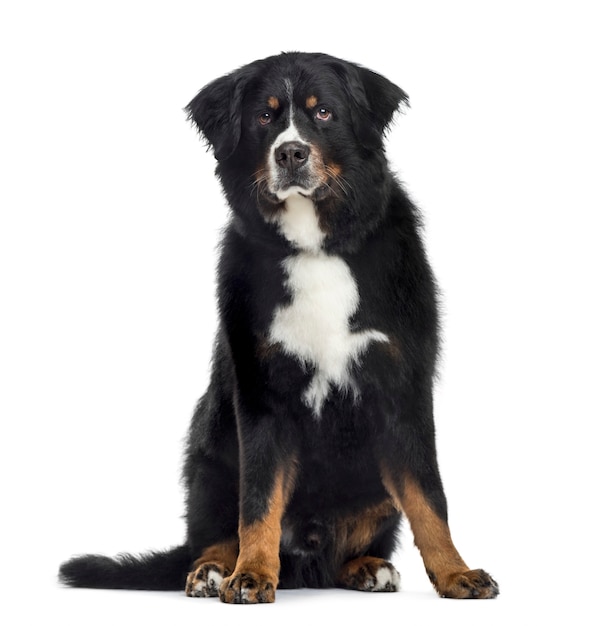 Berner sennenhond, geïsoleerd op wit