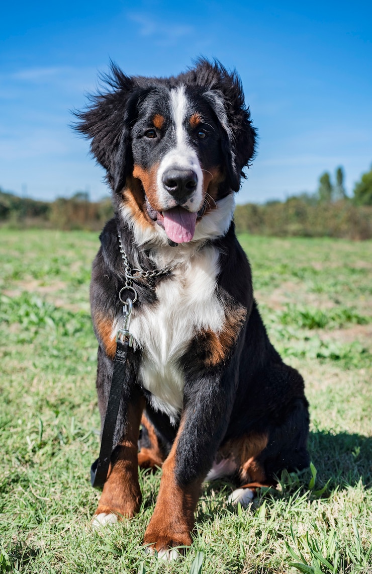 Foto berner sennenhond in gehoorzaamheid