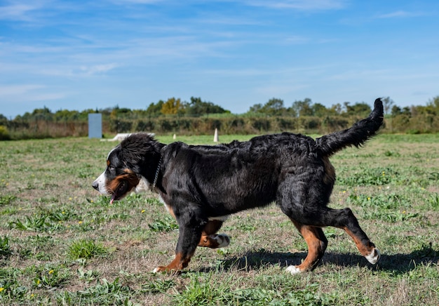 Berner Sennenhond in gehoorzaamheid