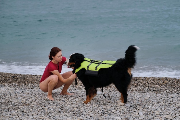 Berner Sennenhond is badmeester en lijfwacht op het water en op het land Jonge mooie blanke roodharige meid zet reddingsvest op hond voordat zwemmen in zee Training van reddingshond in vijver