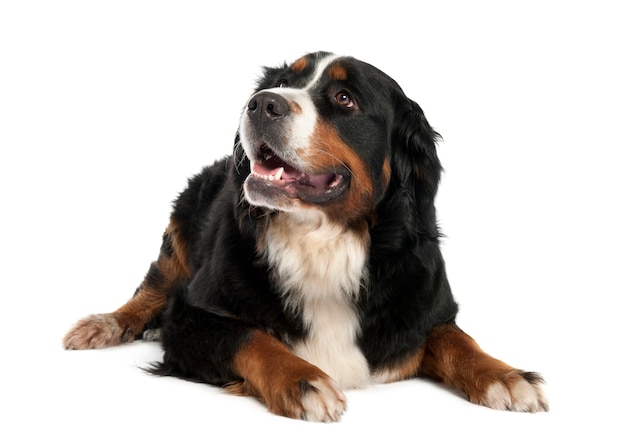 Berner Sennenhond met 13 maanden oud. Geïsoleerd hondportret