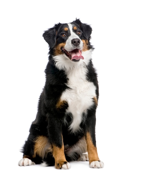 Berner Sennenhond met 15 maanden.