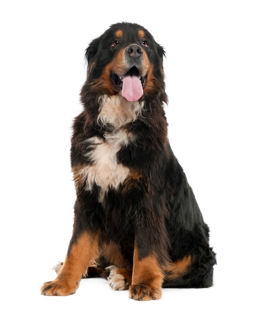 Berner Sennenhond met 4 jaar oud. Geïsoleerd hondportret