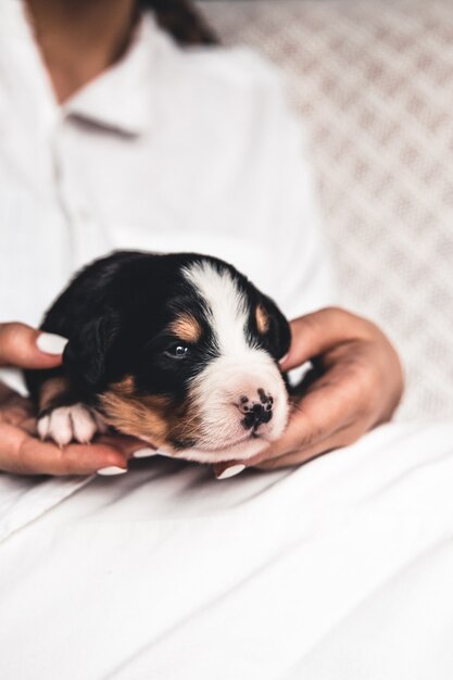 Berner Sennenhond pup in vrouwelijke handen, zorg voor dieren, pasgeborenen