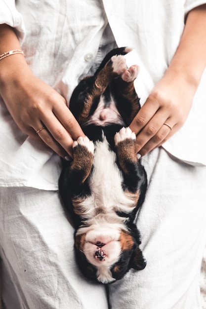 Berner Sennenhond puppy in vrouwelijke handen, zorg voor dieren, pasgeborenen