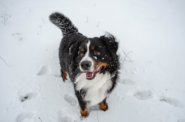 Berner Sennenhond spelen in de sneeuw