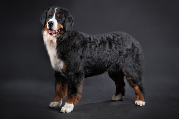 Berner Sennenhond Studio, portret op zwart staande in volle lengte.