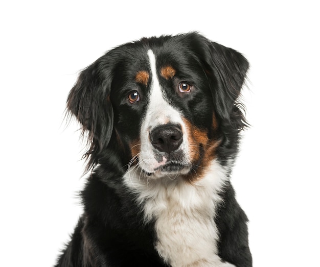 Berner Sennenhond voor witte ondergrond