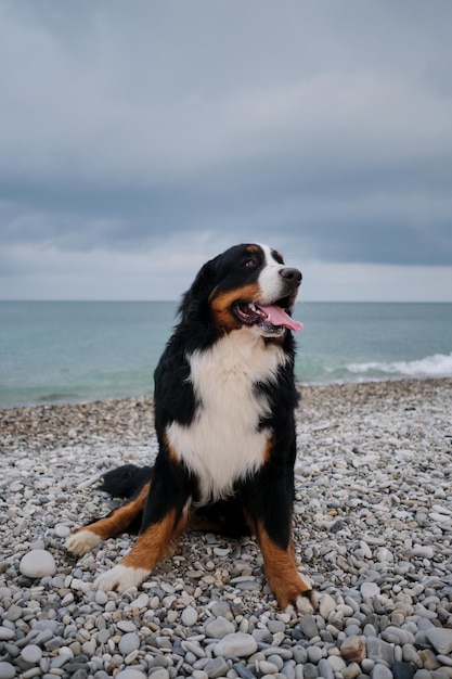 Berner Sennenhond zit op de kiezelstranden van de Zwarte Zee en geniet van het leven met zijn tong uitgestoken