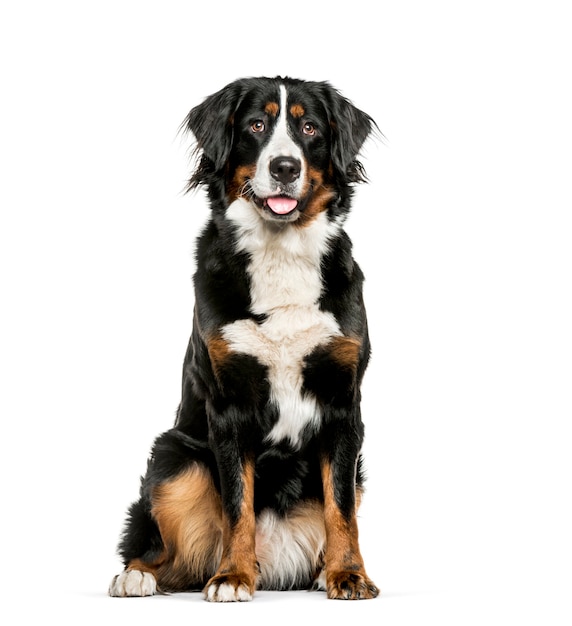 Berner Sennenhond zit op witte achtergrond