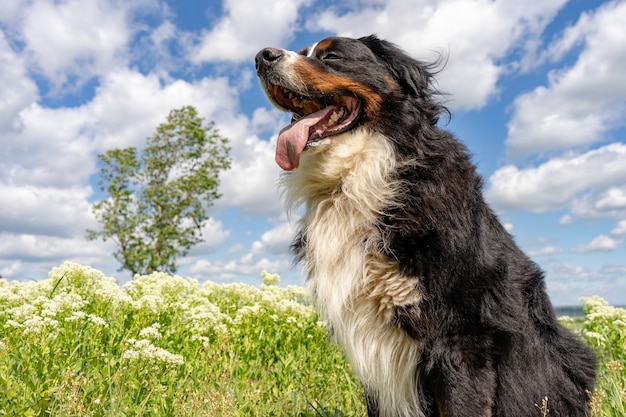 Berner Sennenhond zittend op een groen gras, tong uit, blauwe lucht, wolken
