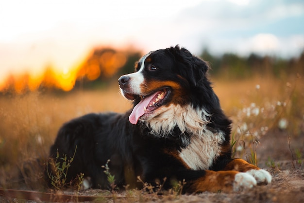 Berner sennenhond zittend op een veld