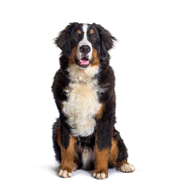 Bernese monutain dog