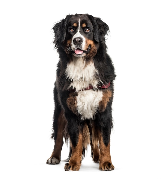 Bernese Mountain Dog, 2 years old, in front of white background