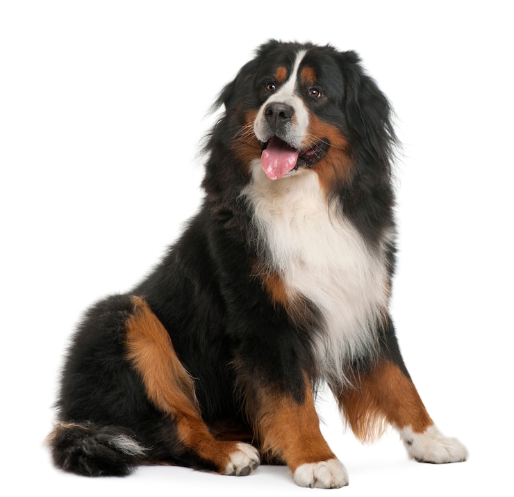 Photo bernese mountain dog, 3 years old, sitting in front of white wall