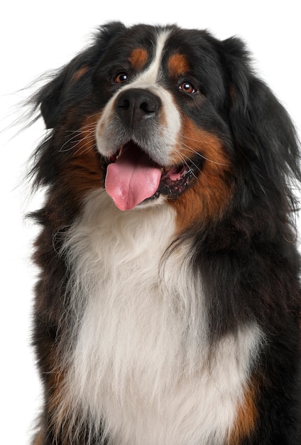 Bernese Mountain Dog, 3 years old, sitting in front of white wall