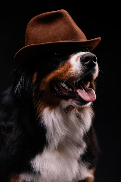 검은 배경에 대해 Bernese Mountain Dog