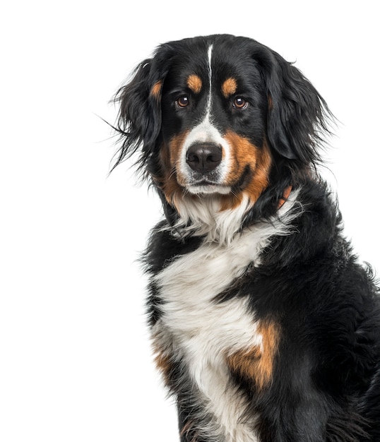 Bernese mountain dog against white background