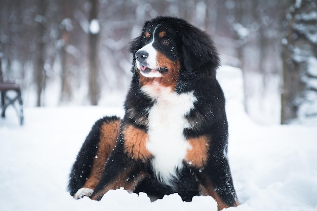 ベルヌス・マウンテン・ドッグ (Bernese Mountain Dog) は雪の中に座っている犬です