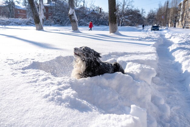 大きな雪の漂流に横たわる雪に覆われたバーニーズマウンテンドッグ