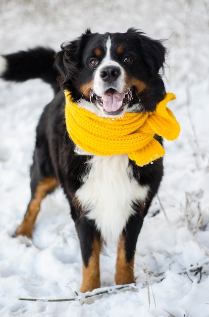 Bernese mountain dog head with the snow on his face wearing yellow scarf