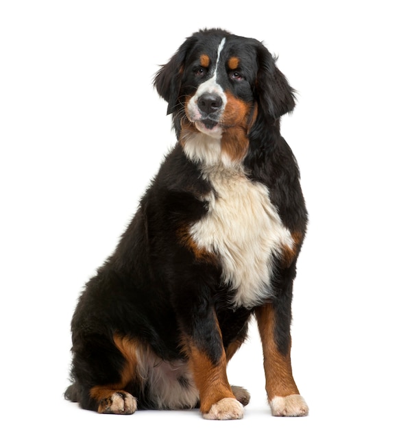 Bernese Mountain Dog looking away isolated on white