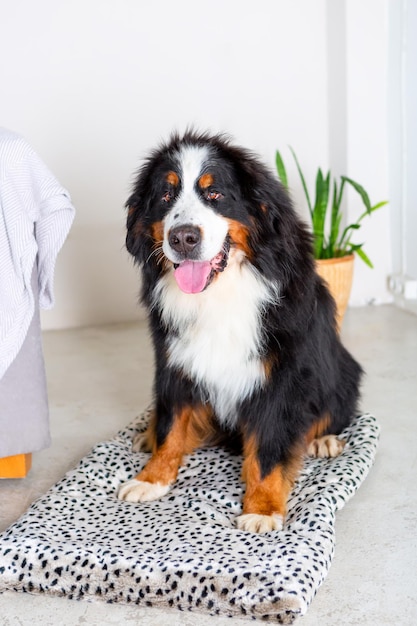 Bernese Mountain Dog, lying on a bed at home. Black and brown shepherd dog.