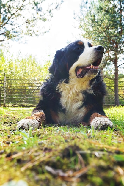 Bernese Mountain dog lying on the grass on a sunny day