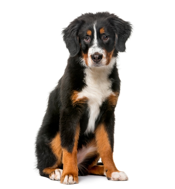 Bernese Mountain Dog puppy in front of a white wall