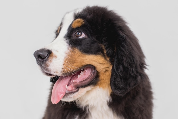 Bernese mountain dog puppy stuck out its tongue