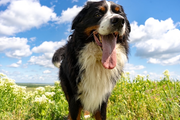 Bernese mountain dog sitting on a green grass, tongue out, blue sky, clouds