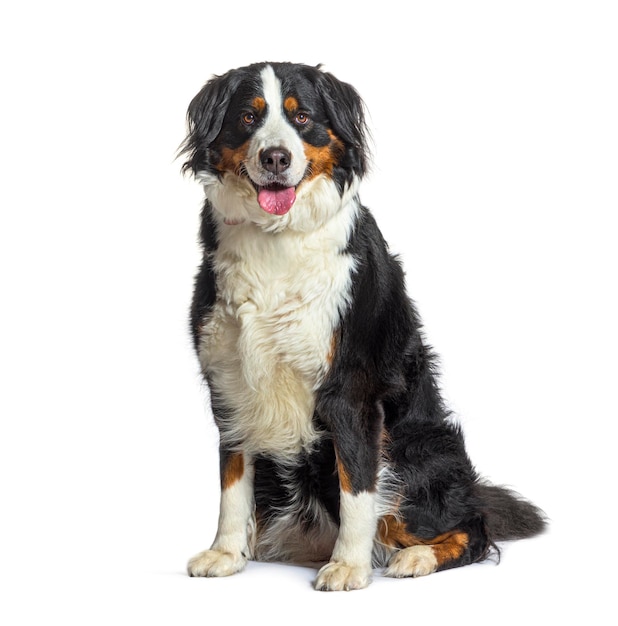 ベルネスの山犬が白い上で孤立して息を吐きながら座っている