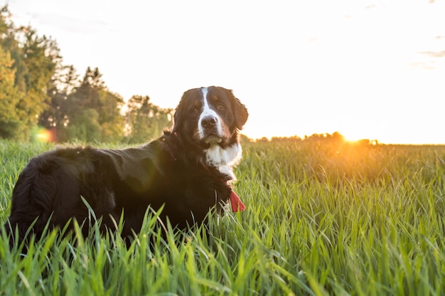 Bernese Mountain Dog on sunset background