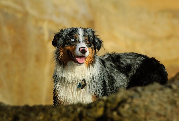 舌を出したベルン山犬