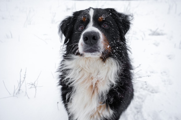 頭に雪が降るバーニーズ・マウンテン・ドッグ。冬の雪の降る天気で幸せな犬の散歩