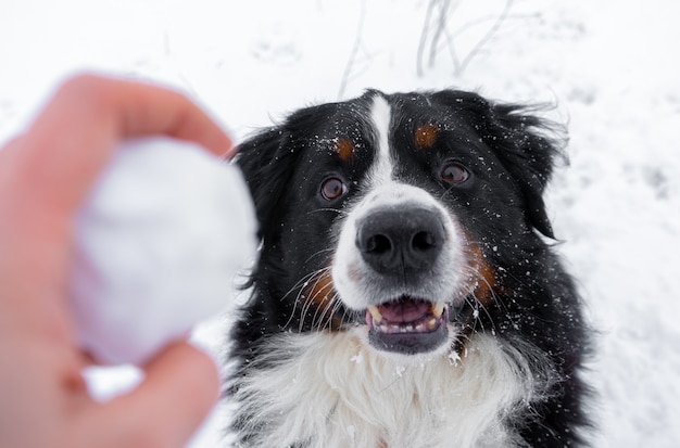 頭に雪が降るバーニーズ・マウンテン・ドッグ。冬の雪の降る天気で幸せな犬の散歩