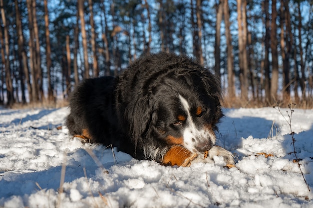 Bernese mountain dog with snow on a nose on winter snowy weather. funny pet lying in the snow drifts