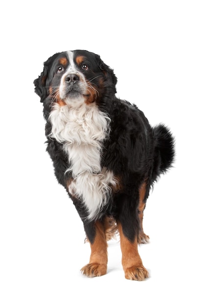 Bernese Mountain Dog