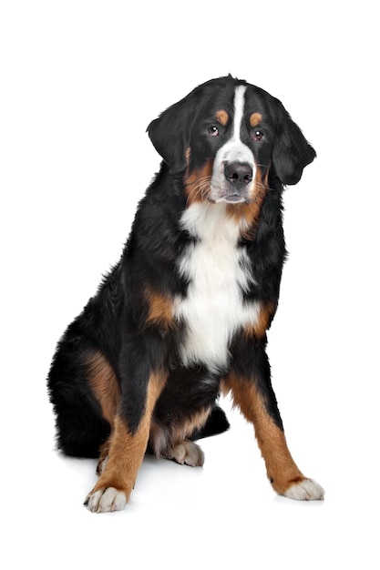 Bernese Mountain Dog